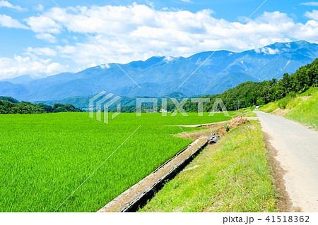 田園風景 （７月） 41518362
