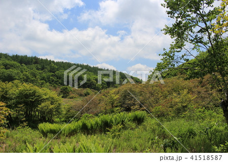 6月(初夏)の横根高原・井戸湿原 6月(初夏)の横根高原・井戸湿原 41518587