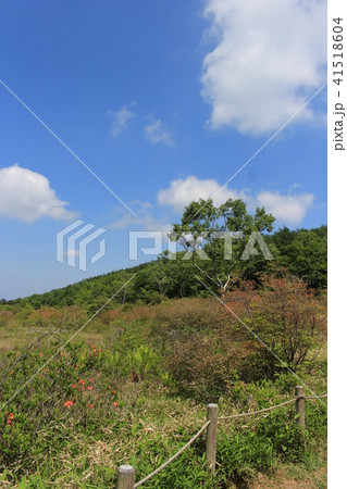 6月（初夏）の横根高原・井戸湿原 41518604