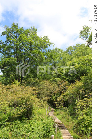 6月（初夏）の横根高原・井戸湿原の遊歩道 41518610