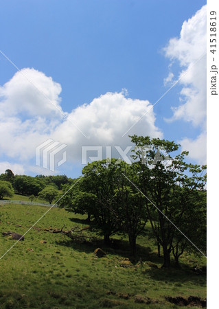 6月(初夏)の横根高原 6月(初夏)の横根高原 41518619