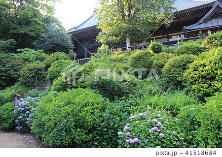 太平山大中寺の本堂とアジサイ 太平山大中寺の本堂とアジサイ 41518684