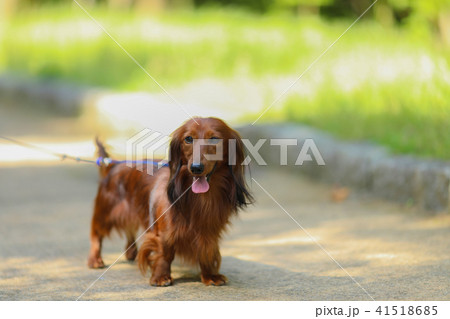 散歩するダックスフンド 散歩するダックスフンド 41518685