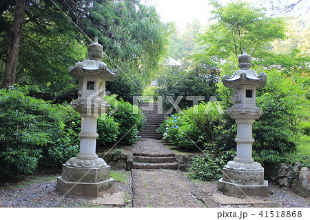 太平山大中寺とアジサイ 41518868