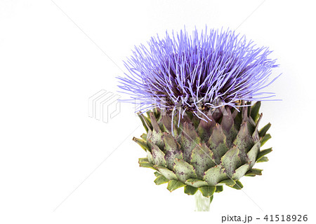 アーティチョーク 41518926