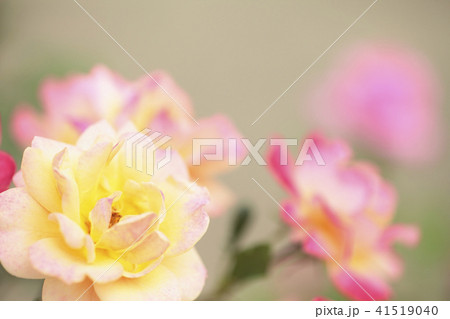 薔薇 ツル・ゴールドマリー 薔薇 ツル・ゴールドマリー 41519040