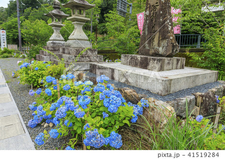 楊谷寺　柳谷観音　紫陽花 41519284