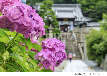 楊谷寺　柳谷観音　紫陽花 41519289