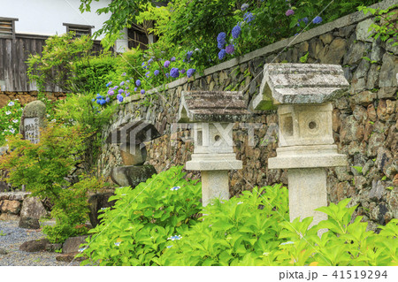 楊谷寺 柳谷観音 紫陽花 楊谷寺 柳谷観音 紫陽花 41519294