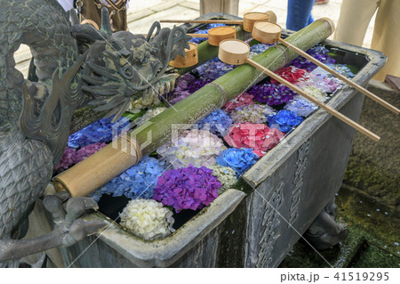 楊谷寺　柳谷観音　紫陽花 41519295