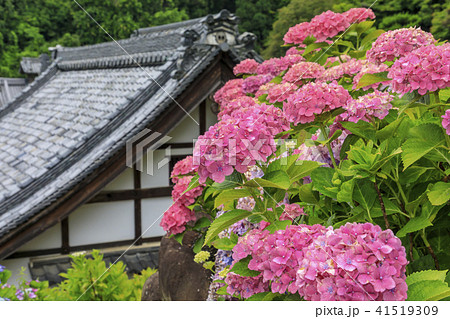 楊谷寺 柳谷観音 紫陽花 楊谷寺 柳谷観音 紫陽花 41519309