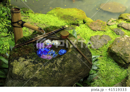 楊谷寺　柳谷観音　紫陽花 41519333