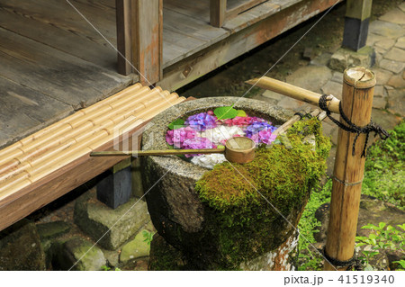 楊谷寺　柳谷観音　紫陽花 41519340