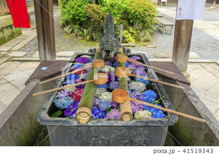 楊谷寺 柳谷観音 紫陽花 楊谷寺 柳谷観音 紫陽花 41519343
