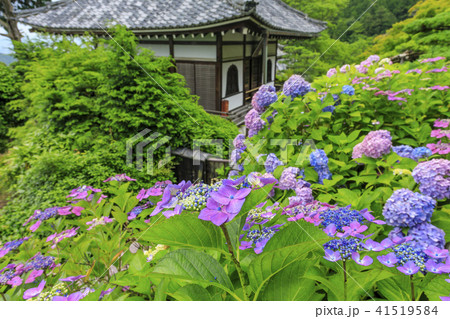 善峯寺　新緑　ツツジ 41519584