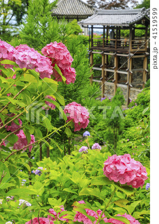 善峯寺　新緑　ツツジ 41519599