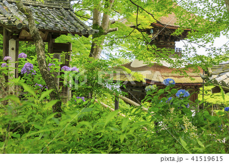 善峯寺　新緑　ツツジ 41519615