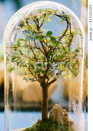 Decorative Bonsai Tree Inside Glass Terrarium Decorative Bonsai Tree Inside Glass Terrarium 41520105