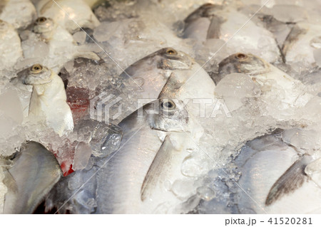 Fresh pomfret fish in ice tank 41520281