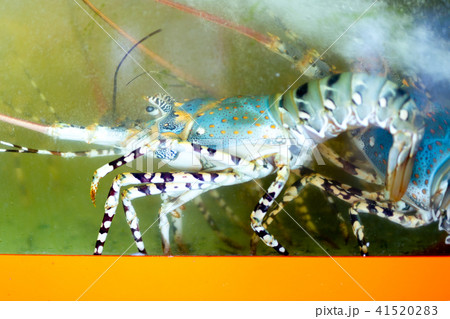 Colorful lobster in the aquarium tank 41520283
