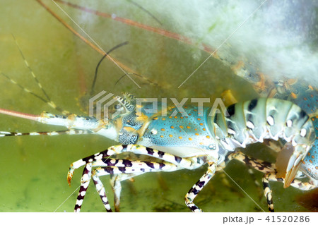 Colorful lobster in the aquarium tank Colorful lobster in the aquarium tank 41520286