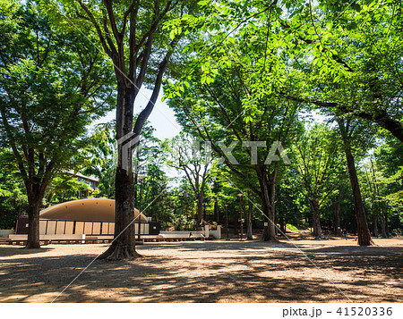 東京　井の頭公園 41520336