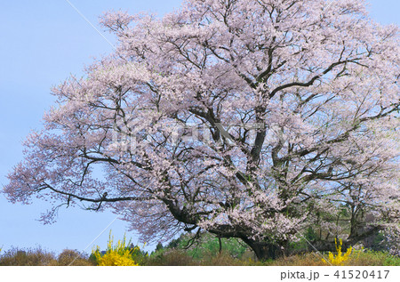 一本桜 - 七草木桜 41520417