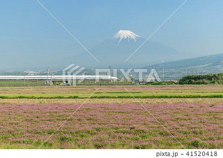 静岡県富士市　富士山とれんげと新幹線 41520418