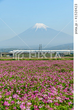静岡県富士市 富士山とれんげと新幹線 静岡県富士市 富士山とれんげと新幹線 41520423