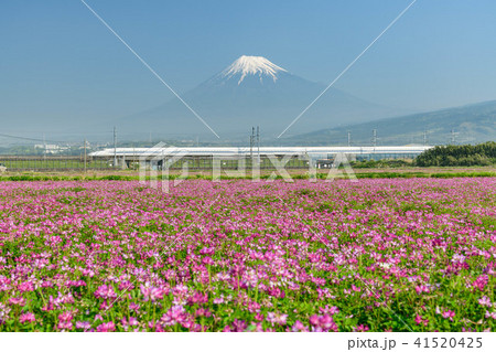 静岡県富士市 富士山とれんげと新幹線 静岡県富士市 富士山とれんげと新幹線 41520425