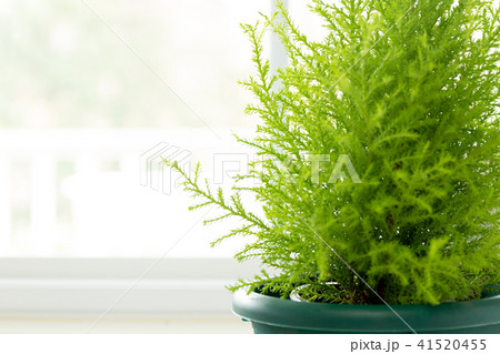 Lemon Cypress plant in green pot 41520455