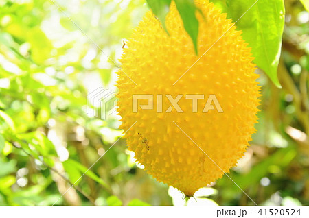 baby jack-fruit spiny bitter gourd in garden 41520524