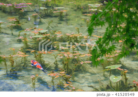 モネの池 41520549