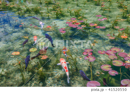 モネの池 41520550