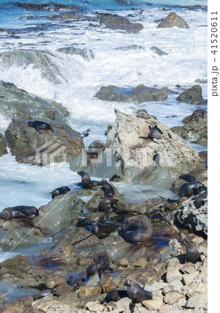 Wild seals can seen sun bathing in Kaikoura. 41520611