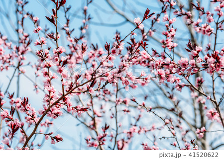 Pink Tree Flowers Blossom Close Up In Spring Pink Tree Flowers Blossom Close Up In Spring 41520622