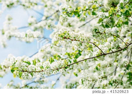 White Apple Tree Flowers In Spring White Apple Tree Flowers In Spring 41520623