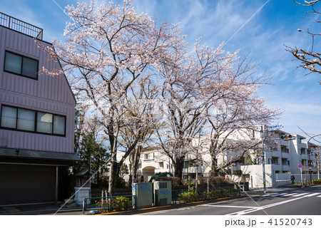 東京散歩、世田谷お花見散歩、駒沢通り上野毛四丁目森の児童館付近 東京散歩、世田谷お花見散歩、駒沢通り上野毛四丁目森の児童館付近 41520743