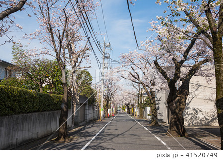 東京散歩 世田谷お花見散歩 深沢七丁目付近の写真素材