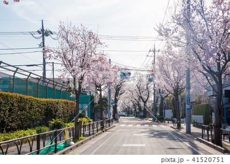 東京散歩 世田谷お花見散歩 深沢八丁目付近の写真素材