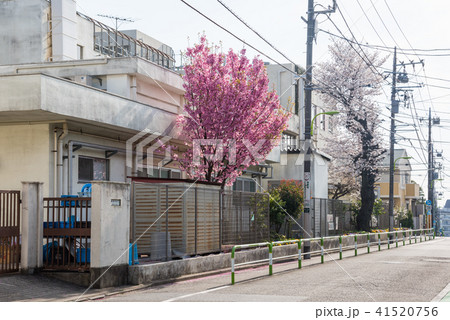 東京散歩、世田谷お花見散歩、用賀一丁目桜町小学校の桜 東京散歩、世田谷お花見散歩、用賀一丁目桜町小学校の桜 41520756