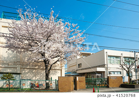 東京散歩 世田谷区お花見散歩 瀬田二丁目瀬田小学校の桜の写真素材