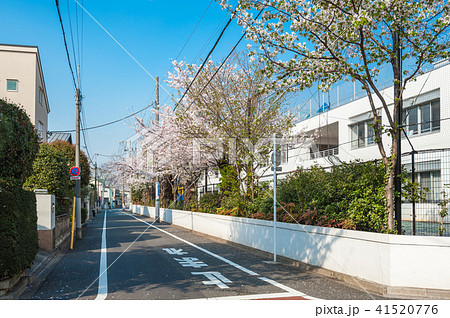 東京散歩 世田谷お花見散歩 瀬田一丁目セントメリーズインターナショナルスクールの桜の写真素材