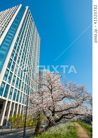 東京散歩、世田谷区二子玉川 多摩堤通り土手の桜 東京散歩、世田谷区二子玉川 多摩堤通り土手の桜 41520782