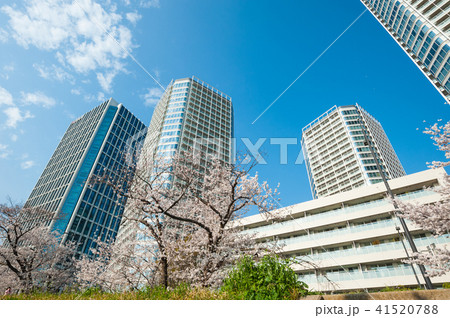 東京散歩、世田谷区二子玉川　多摩堤通りの桜と高層マンション 41520788