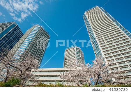東京散歩、世田谷区二子玉川　多摩堤通りの桜と高層マンション 41520789