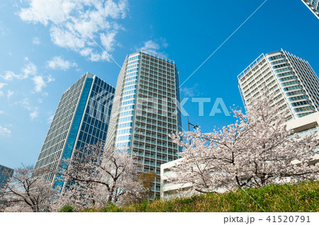 東京散歩、世田谷区二子玉川 多摩堤通りの桜と高層マンション 東京散歩、世田谷区二子玉川 多摩堤通りの桜と高層マンション 41520791