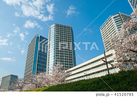 東京散歩、世田谷区二子玉川　多摩堤通りの桜と高層マンション 41520793