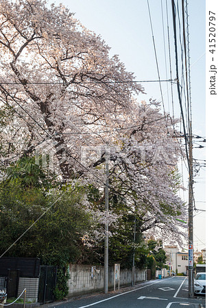 東京散歩、世田谷お花見散歩、、上野毛三丁目１番付近の桜 41520797