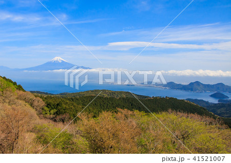 達磨山からの富士山 達磨山からの富士山 41521007